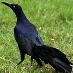 image of bird