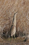 image of bittern