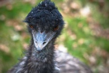 image of ostrich