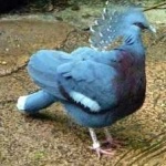 image of bird
