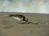 image of ruddy_turnstone