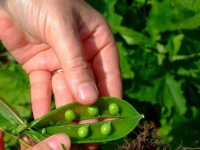 image of peas