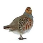 image of bird