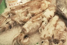 image of animal