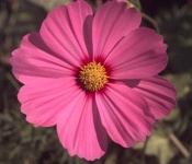 image of flower