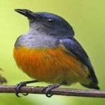 image of bird