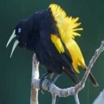 image of bird