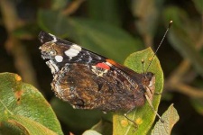 image of admiral