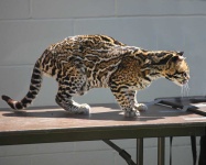 image of animal