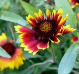image of flower