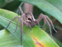 image of wolf_spider