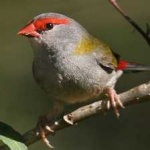 image of bird