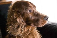 image of irish_setter
