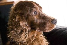 image of irish_setter #13