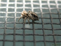 image of window_screen