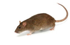 image of animal