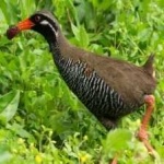 image of bird