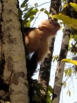 image of capuchin