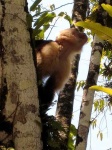 image of capuchin #25