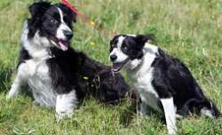 image of border_collie #30