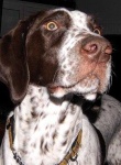 image of german_short_haired_pointer