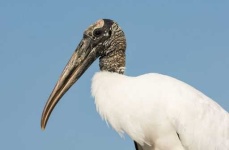 image of stork