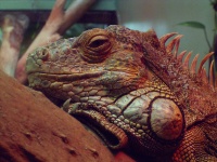 image of common_iguana