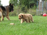 image of german_shepherd