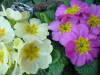 image of flower