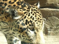 image of jaguar_car