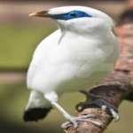 image of bird