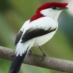 image of bird