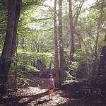 image of forest