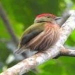 image of bird