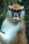 image of patas