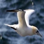 image of bird