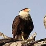 image of bird