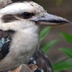 image of bird
