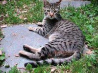 image of egyptian_mau #19