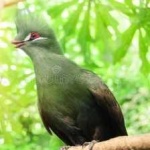 image of bird