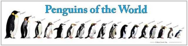 image of penguin