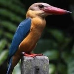 image of bird