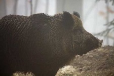 image of hog