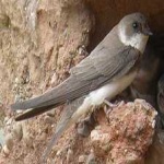 image of bird