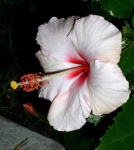 image of flower