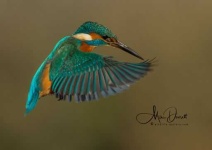 image of kingfisher
