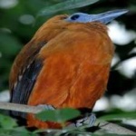 image of bird