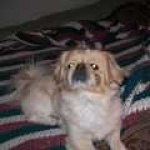 image of pekinese
