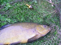 image of tench