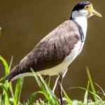 image of bird